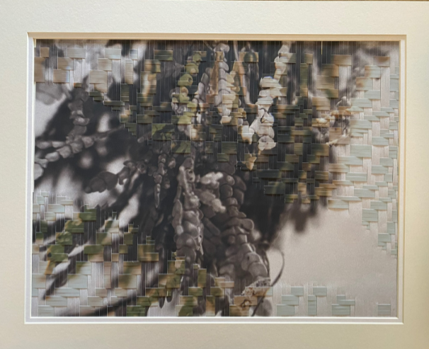 Chandra Paton Shupe - Asilomar Studies No. 2