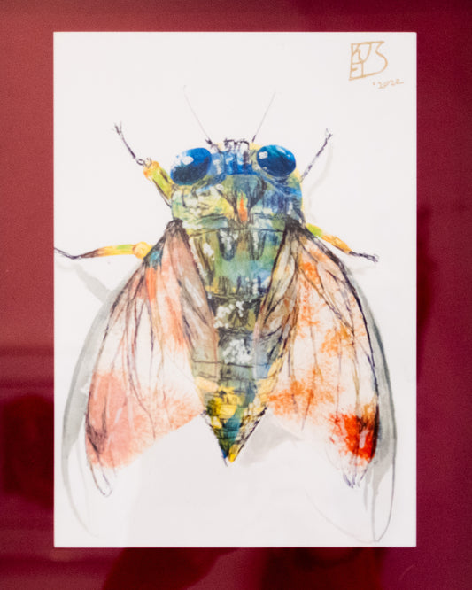 Kjelsty Hanson - Cicada