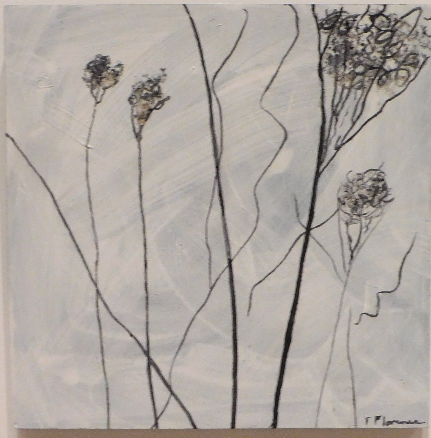 Tricia Florence - Queen Anne's Lace